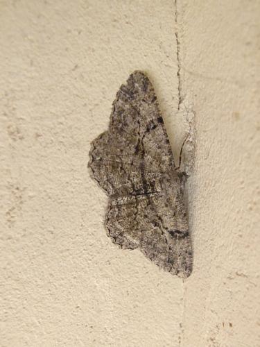 Peribatodes rhomboidaria